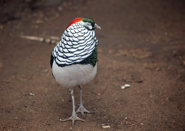 Faisan Diamanté Faisan Asie Est Tête Oiseau Couleur Noire Avec — Photo