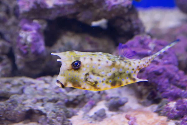 Cowfish Longhorn Tropical Fish Common Indian Pacific Atlantic Oceans Coral — Stock Photo, Image