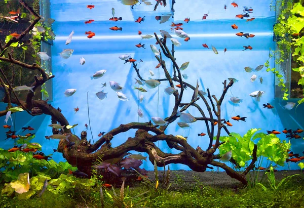 Δεξαμενή Ψαριών Ενυδρείο Ψάρια Σας Ενθουσιάσει Την Αξέχαστη Ομορφιά Του — Φωτογραφία Αρχείου