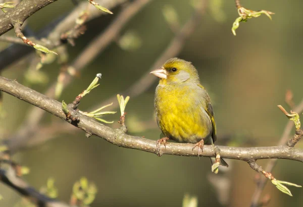 Greenfinch Bird Bigger Sparrow Beak Head Somewhat Larger Its Name — Stock Photo, Image