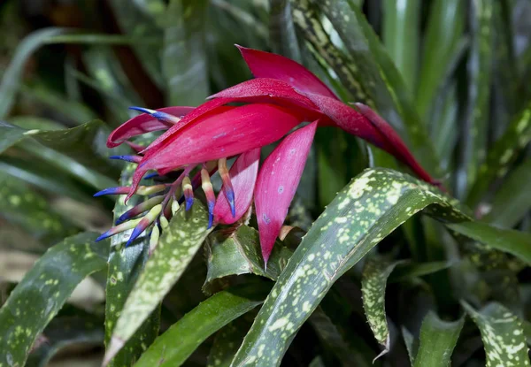 Bilbergia Sarkık Çiçek Veya Gözyaşları Kraliçe Bilbergia Sarkık Uzun Yaprakları — Stok fotoğraf