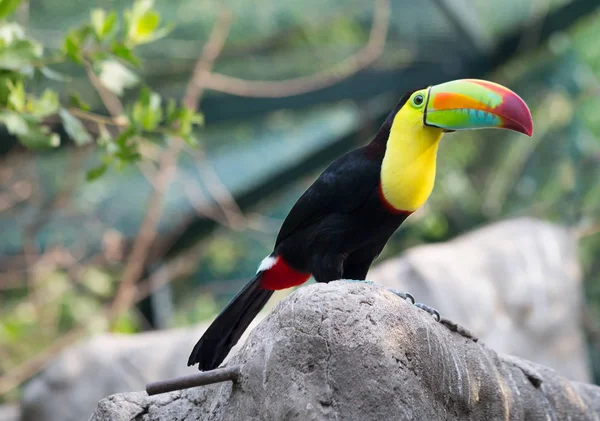 图坎鸟 图坎鸟是生活在美国最亮的热带鸟类之一 图坎人有一个大的 色彩鲜艳的嘴 嘴本身是相对轻的 因为它的多孔结构 — 图库照片