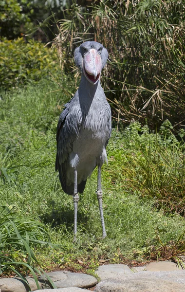 Шёбилл Аист Самая Необычная Птица Мире Shoebill Stork Настолько Необычен — стоковое фото