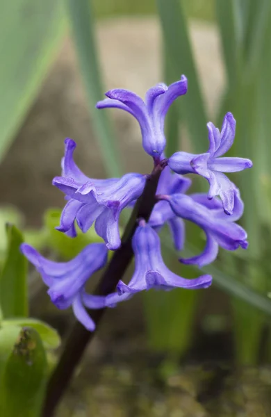 Fiore Giacinto Hyacinth Genere Piante Perenni Bulbose Della Famiglia Lily — Foto Stock