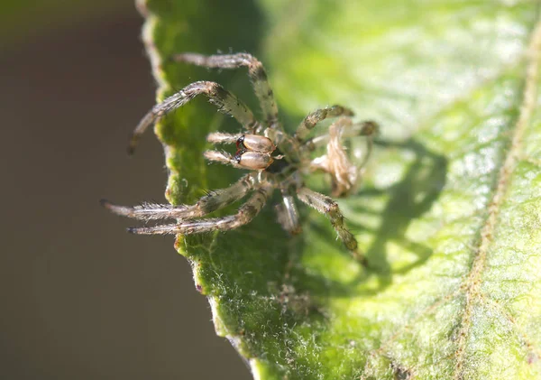 Die Ausrangierte Haut Einer Spinne Dies Ist Die Ausrangierte Haut — Stockfoto