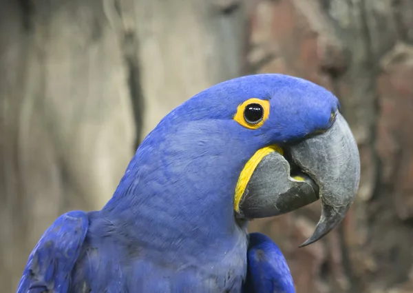 Niebieska Papuga Makaw Jest Papuga Która Jest Ufna Czuły Charakter — Zdjęcie stockowe