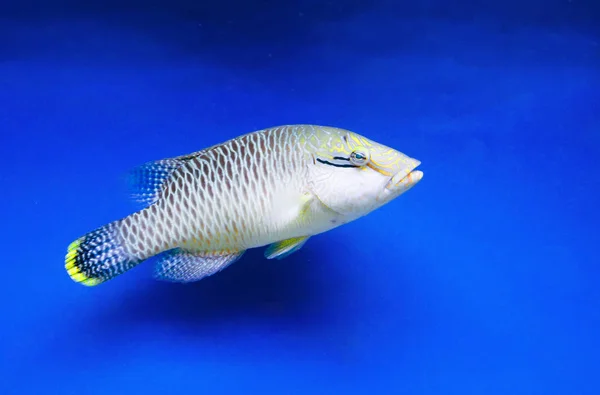 Wrasse Fish Huge Family Marine Fish Numbering Genera 500 Species — Stock Photo, Image