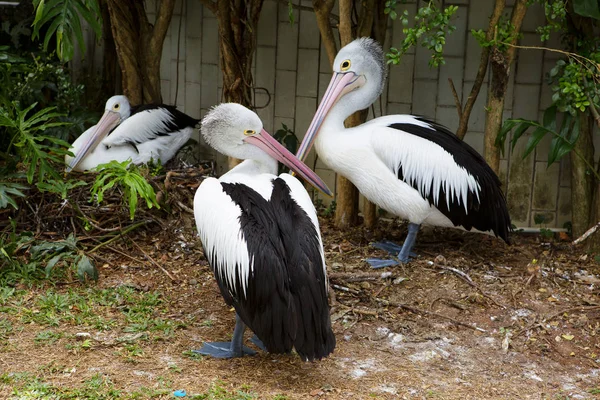 Пеликан Пеликаны Обитают Морских Пресноводных Водоемах Хорошо Плавают — стоковое фото