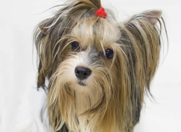 Perro Shih Tzu Esta Una Las Razas Perros Más Antiguas —  Fotos de Stock