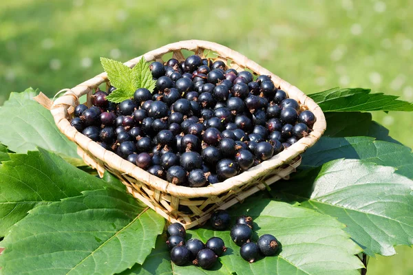 Fructe Coacăză Neagră Coacăza Neagră Este Una Dintre Cele Mai — Fotografie, imagine de stoc