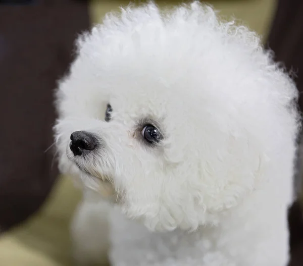 Cane Bichon Frise Bichon Frise Cane Piccolo Sorprendentemente Affettuoso Appena — Foto Stock