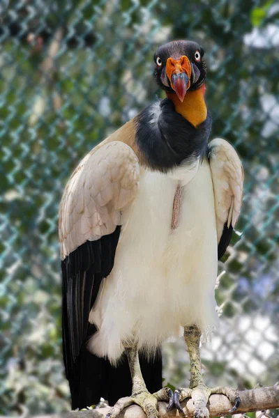 Royal Vulture Pássaro Grande Porte Pele Nua Rosto Dobras Rugas — Fotografia de Stock