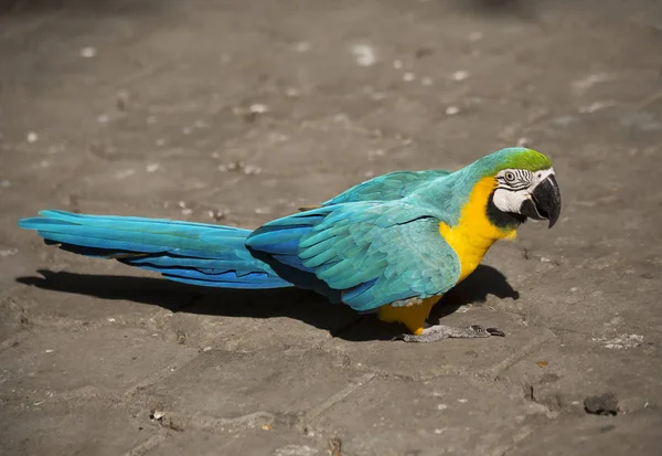 Papuga Niebiesko Żółta Makaw Jest Bardzo Piękna Papuga Przetłumaczone Łaciny — Zdjęcie stockowe