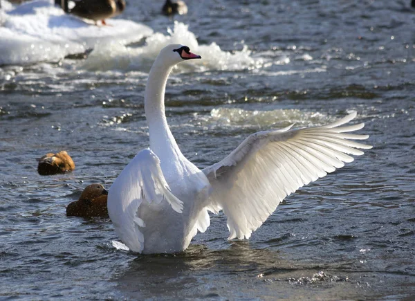 Cisne Branco Sua Elegância Swan Adquire Devido Pescoço Longo Cisnes — Fotografia de Stock