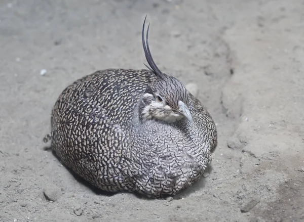 Tinamou Crested Elegante Tinamou Crested Tem Seu Nome Longo Tufo — Fotografia de Stock