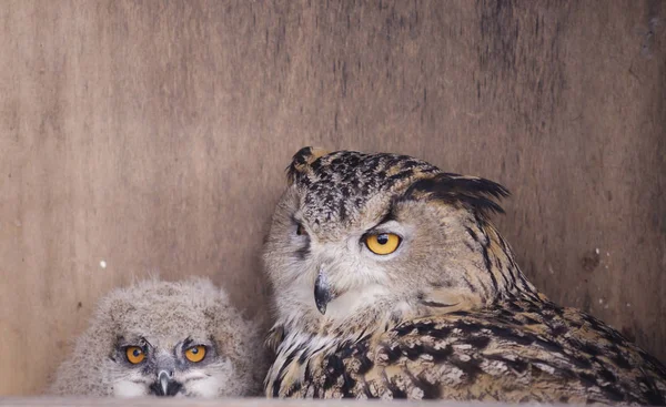 Owl bird. Female with chick. It is a large bird belonging to the order of owls. Despite its size, it flies fast enough and in flight is able to catch up with the crow. At the same time, the maximum speed of the eagle owl can develop from the first fl