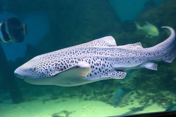 Leopard Shark Leopard Sharks Found Eastern Pacific Ocean Moderately Cool — Stock Photo, Image