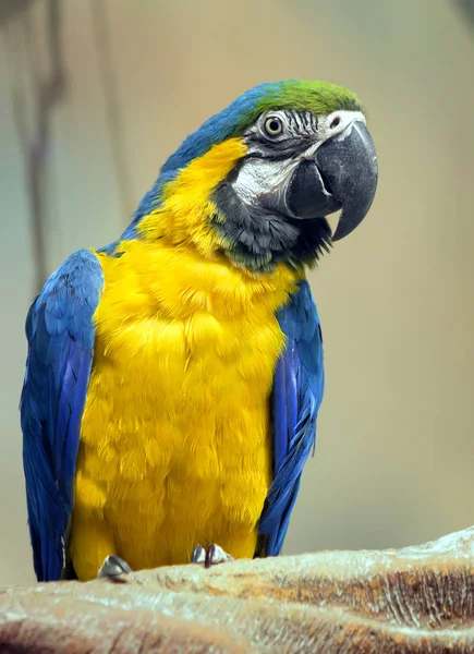 Сине Жёлтый Попугай Красивый Попугай Переводе Латинского Означает Голубое Золото — стоковое фото
