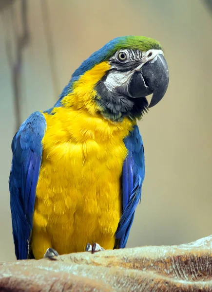 Parrot Blue Yellow Macaw Very Beautiful Parrot Translated Latin Means — Stock Photo, Image