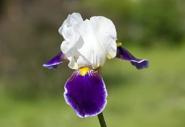 Iris Flower Translation Iris Means Rainbow — Stock Photo, Image