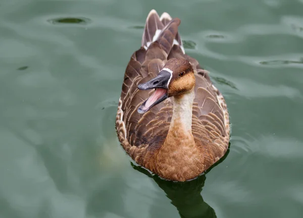 Oie Chinoise Est Oiseau Très Rare Résident Extrême Orient Une — Photo