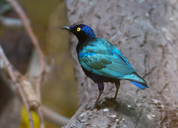 Purple Glossy Starling Purple Starling Comes Central Africa — Stock Photo, Image