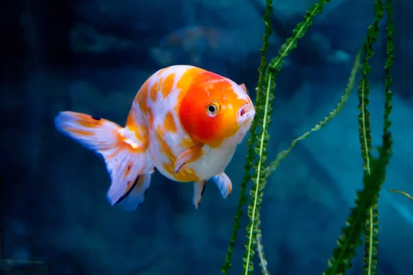 Goldfisch Shubunkin Ist Eine Zuchtform Von Goldfischen Die Japan Gezüchtet — Stockfoto