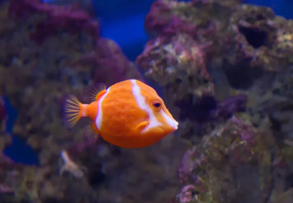 Boxfish 바다에 발병입니다 그것은 250 남성은 양쪽에 줄무늬를 오렌지의 깊이에서 — 스톡 사진