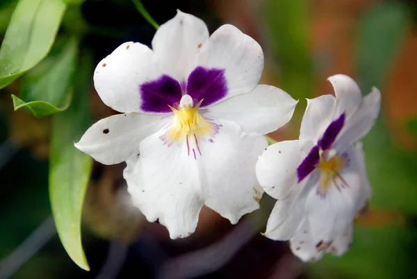 Miltonia Orchid Jednym Tajemniczej Rośliny Które Nie Może Pozostawić Nikogo — Zdjęcie stockowe