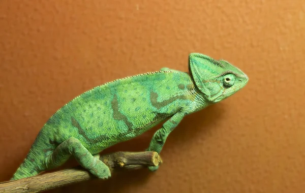 Camaleón Lagarto Ampliamente Conocido Por Habilidad Para Disfrazarse Puede Estar — Foto de Stock