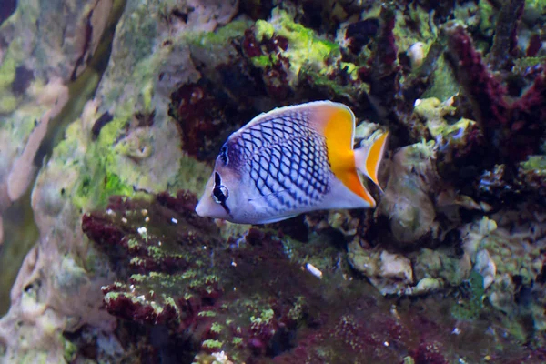 Mertens butterfly fish. It is a small freshwater tropical fish. Area: Western and southern Pacific ocean.