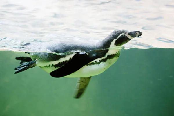 フンボルトのペンギンだフンボルトのペンギン ペルーのペンギンは飛ぶ鳥です フンボルトペンギンは熱帯に生息する唯一のペンギンです チリとペルーの岩の多い海岸での繁殖 ストック写真