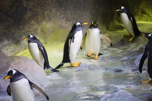 Pingüino Gentoo Este Pingüino Pertenece Los Mayores Representantes Los Pingüinos Imagen De Stock
