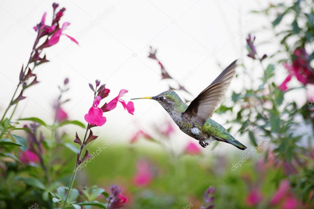 Hummingbird. The smallest bird on earth  a Hummingbird. This is one of the most beautiful creations of nature. It is called 