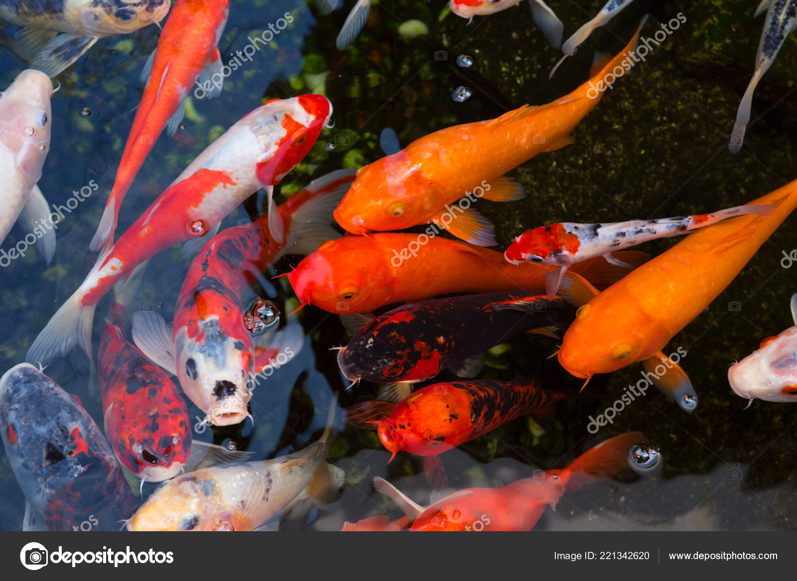 Carpa Japonesa Koi Peixe Brilhante Colorido Nos Japoneses Considera Símbolo  — Foto © galsavi.ya.ru #221342620, image size:1600x1167