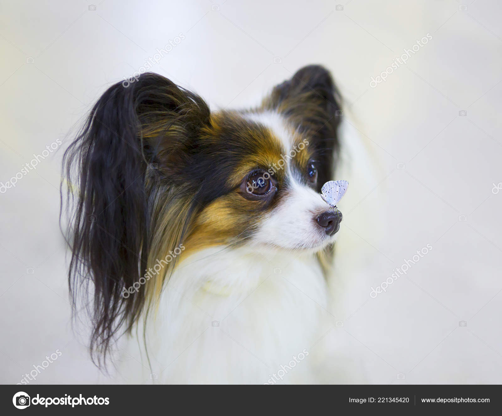Dog Papillon Butterfly Papillon French Butterfly Same