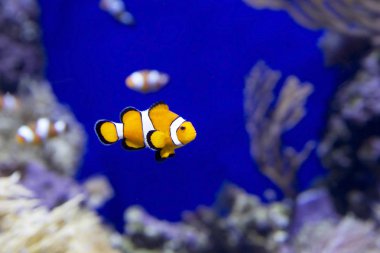 palyaço balığı. Palyaço balık doğa değil sadece, aynı zamanda içinde belgili tanımlık akvaryum yaşayabilir derin deniz parlak temsilcisidir.