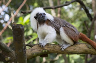 Bu pembe maymun ya da maymun pinche Oedipus Tamarin Güney Amerika'da yaşıyor Tamarin benzersiz bir türdür. Bu tür zaten takma tamarins 