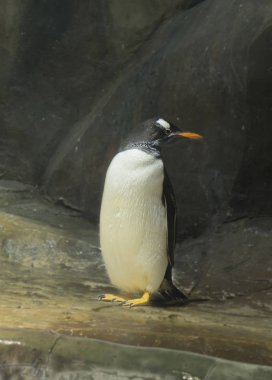 Gentoo Penguen. Gentoo Penguen penguenlerin en büyük temsilcilerinden biridir. Gözlerin yanında beyaz bir tüy olacak. Onlar su altında yüzme Şampiyonlar vardır. 36 km/sa kadar hız yeteneğine sahip! 200 metre derinliği dalış.