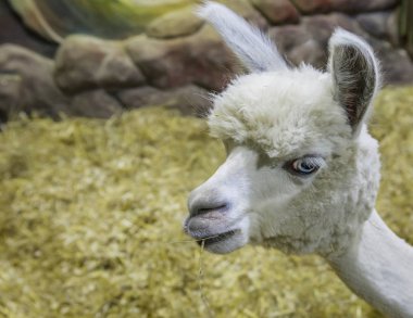 Alpaka (Lama). Camel bir aileden bir yerli tırnaklı hayvandır. Güney Amerika (Andes dağ bölgesinde yetiştirilen).