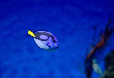 surgeonfish yamalar mavi (Royal) mavi surgeonfish ile parlak mavi olan Royal siyah gövde rengi ve sarı-siyah kuyruk.