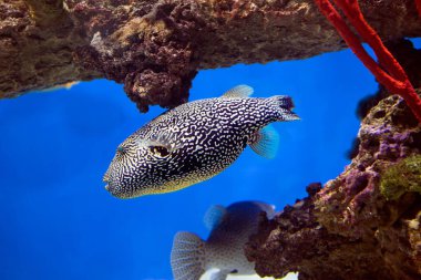 Balık arotron gördüm. Nispeten küçük yüzgeçleri ile kısa bir oval gövde bu balık özelliğidir. Sırt yüzgeci, yelpaze şeklinde geri kaymıştır biridir. Cilt kez küçük spines ile kaplıdır, ama bazı türler çıplaktır. Diş çene içine birleştirilir