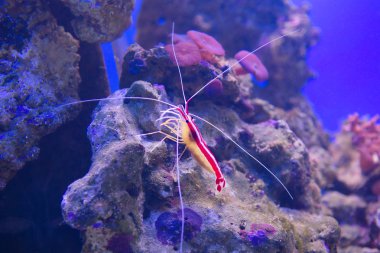 Pasifik karides. Balık temizler en popüler deniz karides karides temiz mi.