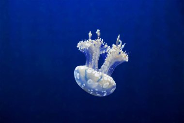 Medusa Aurelia. Aurelia yarı saydam, pembemsi mor tonları organıdır. Denizanası kubbe kenar yuvarlak düz şemsiye var olan çok sayıda ince tentacles sarkıyordu biçimindedir. Aurelia denizanası veya kulaklı denizanası li