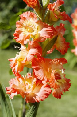 Glayöl çiçek. Latincede 