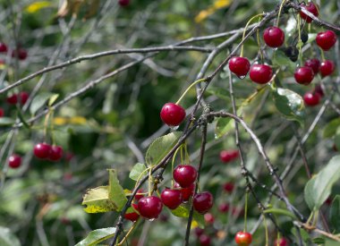 Kiraz meyve. Yararlı meyve yemek içinde kullanılan.