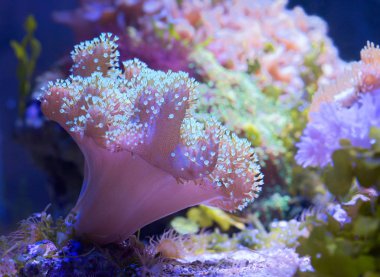 Mantar şeklindeki kösele mercan sarcophyton. Sarcophyton veya kösele mantar mercan en popüler yumuşak mercanlar biridir.