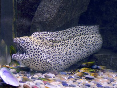 Balık, leopar Müren balığı. Moray eles mercan resifleri en tehlikeli ve büyük avcılarından biri vardır. Leopar Müren balığı siyah noktalar rengine karşıt bir renk üzerinde beyaz bir arka plana sahiptir..