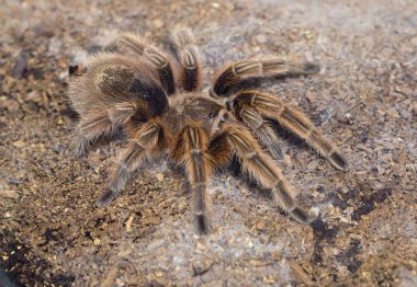 Tarantula. Büyük bir eklembacaklıdır, bir hayvandır (böcek değil). Bir insanın örümcek zehrine alerjisi yoksa insanlar için ısırığı ölümcül değildir..
