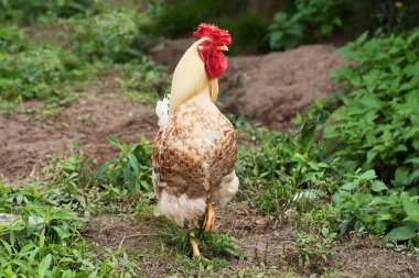 Ev tavukları. Horoz. Dışarıdan, tavuk horoz genellikle büyük bir ibik ve küpe, aynı zamanda gür ve genellikle renkli kuyruk ile karakterizedir.